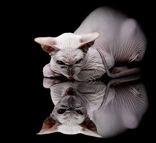 KAIYUN 中国大陆-德甲攻防一体：节奏快得令人窒息，德甲战术